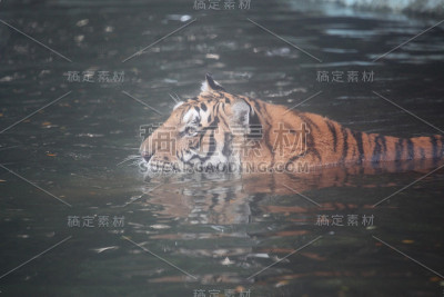 老虎坐在水里。