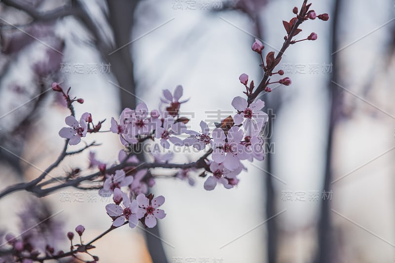 南内华达州的花朵