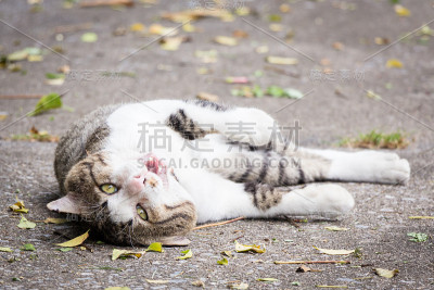 家猫