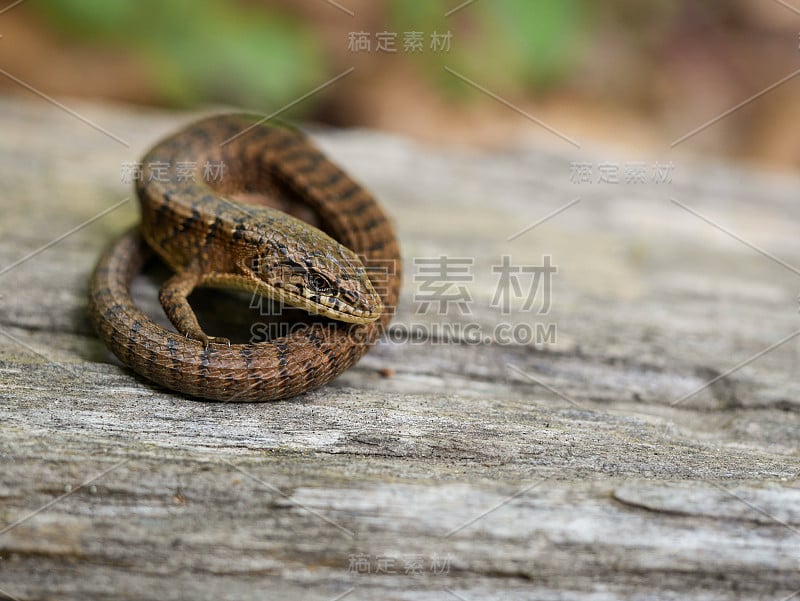 鳄鱼蜥蜴