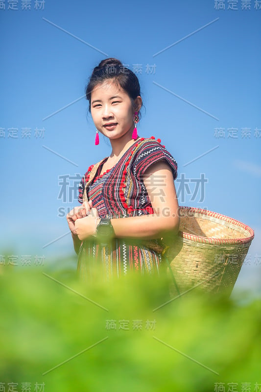 亚洲女性游客在泰国清莱茶园的许多茶园中