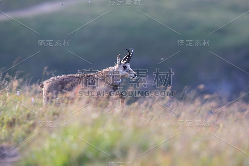 查莫瓦（鲁皮卡普拉鲁皮卡普拉）沃斯盖斯山，法国格姆森沃格森