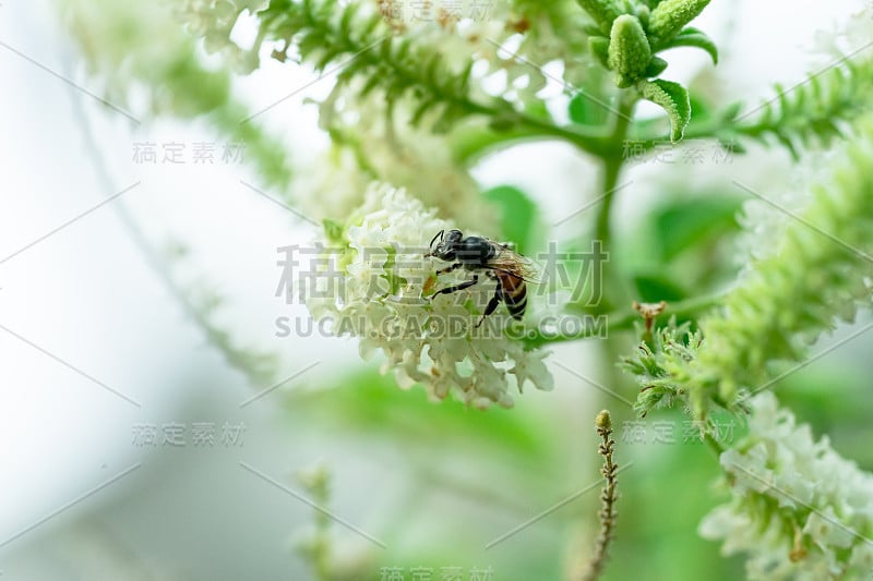 顶部照片的一棵树与白色的花和一个小蜜蜂