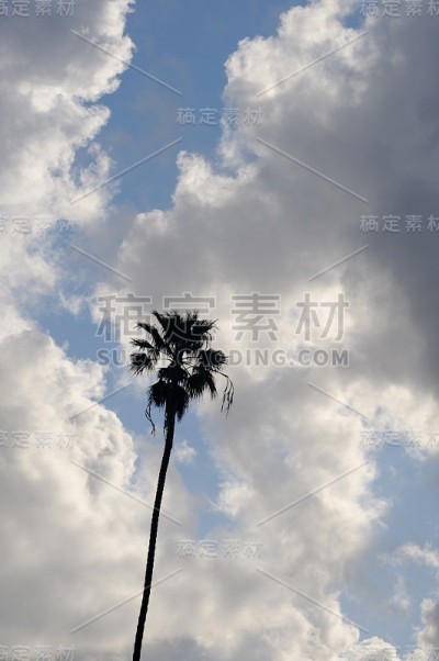 单株棕榈树的剪影与多云的蓝天