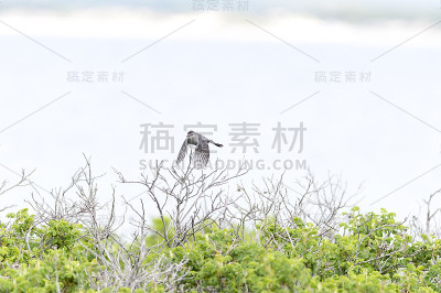 灰猫鸟飞得很低