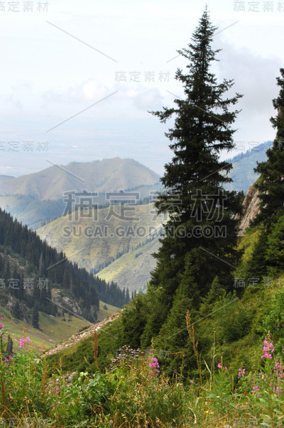 山