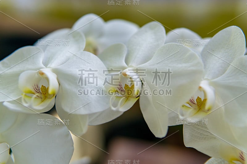 美丽的兰花杵。室内植物，盛开的兰花特写。美丽的植物在家里。家花和花护理在极端近距离的观点。