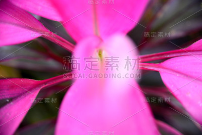 热带花草