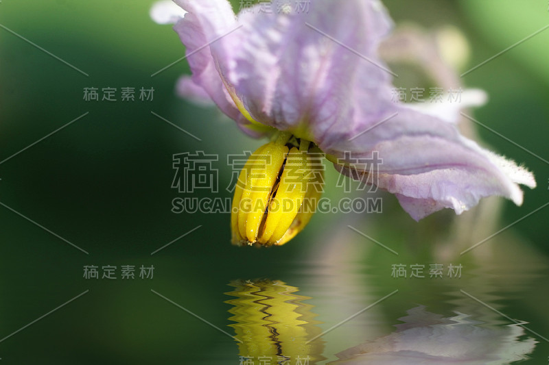 宏茄子花与水反射