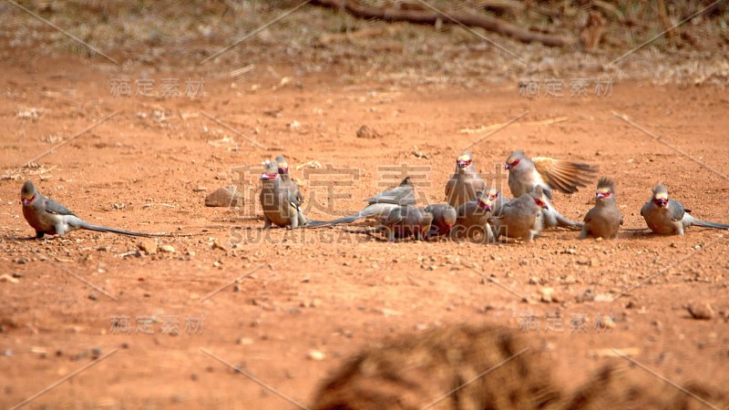 红着脸mousebirds