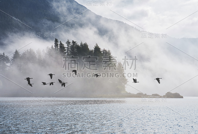 在阿拉斯加东南部一个多雾的岛屿附近飞行的加拿大鹅