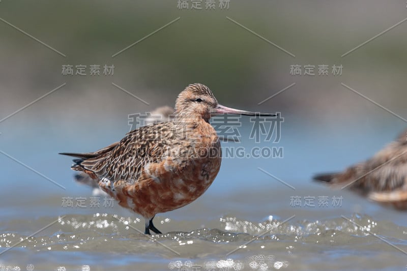 斑尾哥德威特- Limosa laponica