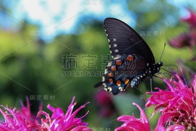 燕尾蝶蝶