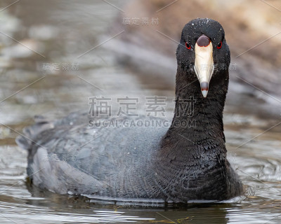 在湖上