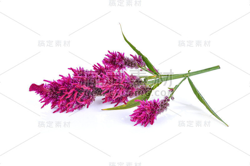 毛花、Celosia Argentea L. var cristata (L.)孔子被孤立在白色背景