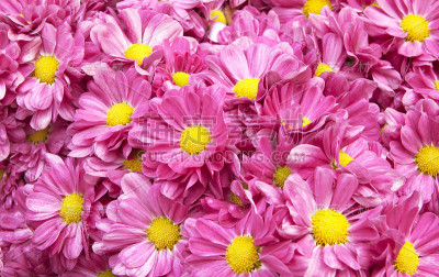 橙色菊花菊花花