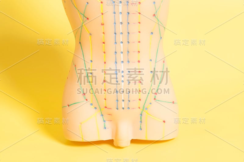 人体针灸医学模型