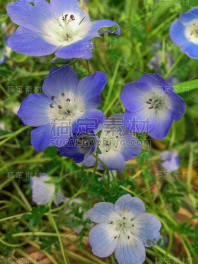 Nemophila-Baby蓝眼睛