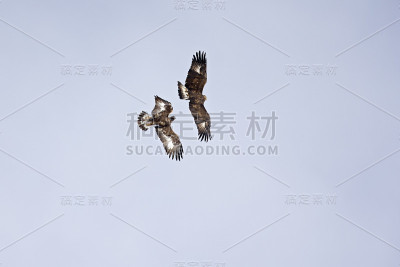 一对金雕在瑞士阿尔卑斯山的高海拔上并肩飞翔。