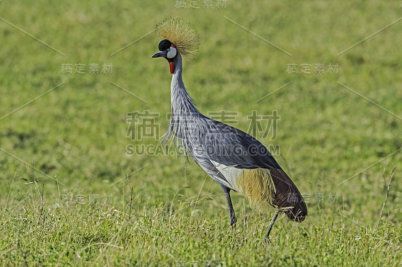 灰冠鹤(Balearica regulorum)是鹤科的一种鸟类。恩戈罗戈罗保护区，坦桑尼亚联合共和