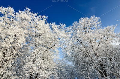 冬天树上有白霜