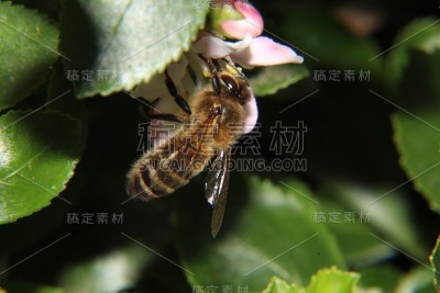 蜜蜂采集花蜜