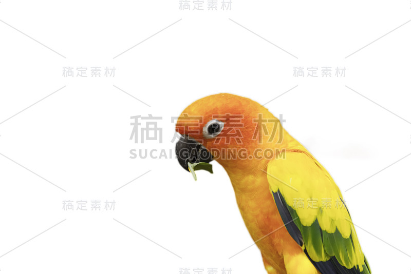 可爱的太阳conure鹦鹉鸟孤立