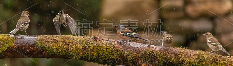 苍头燕雀