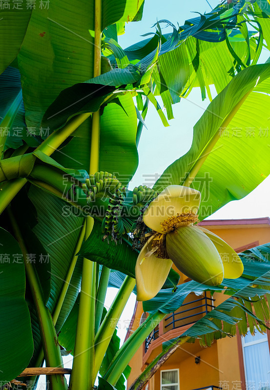 香蕉花。布鲁姆手掌树。