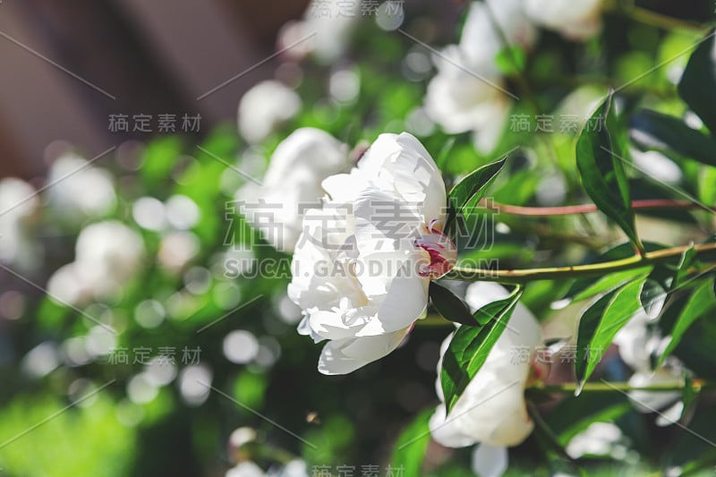 花蕾白色牡丹，粉红色花瓣