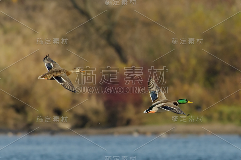 一对野鸭飞过秋天的背景