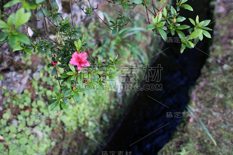 亮粉色的花生长在马德拉山勒瓦达附近