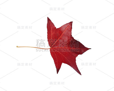 秋天叶子