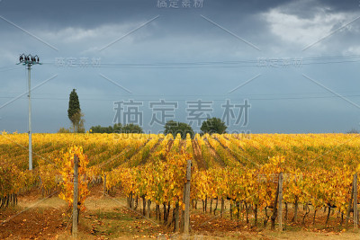 在托斯卡纳葡萄园