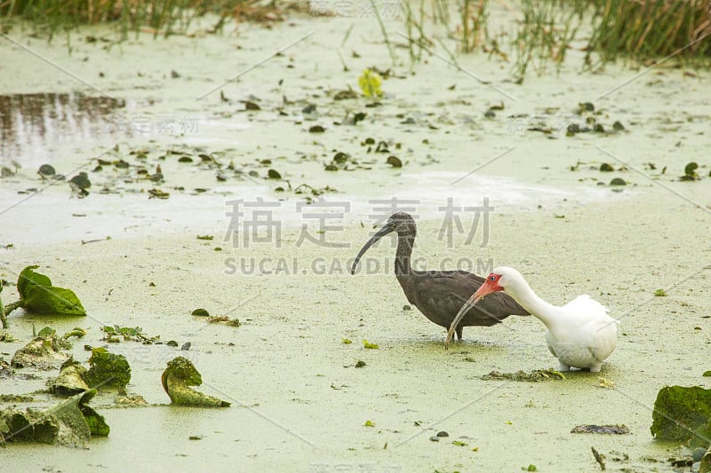 在奥兰多湿地公园，朱鹭在水草中跋涉。