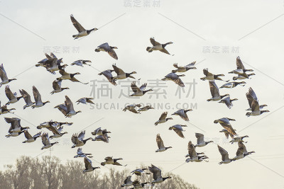 冬天，一群大雁在自然公园的天空中列队飞翔