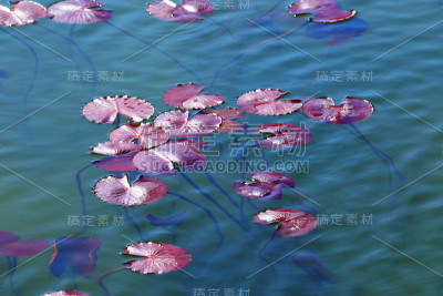 睡莲、湖泊