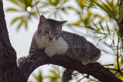 树上的小猫