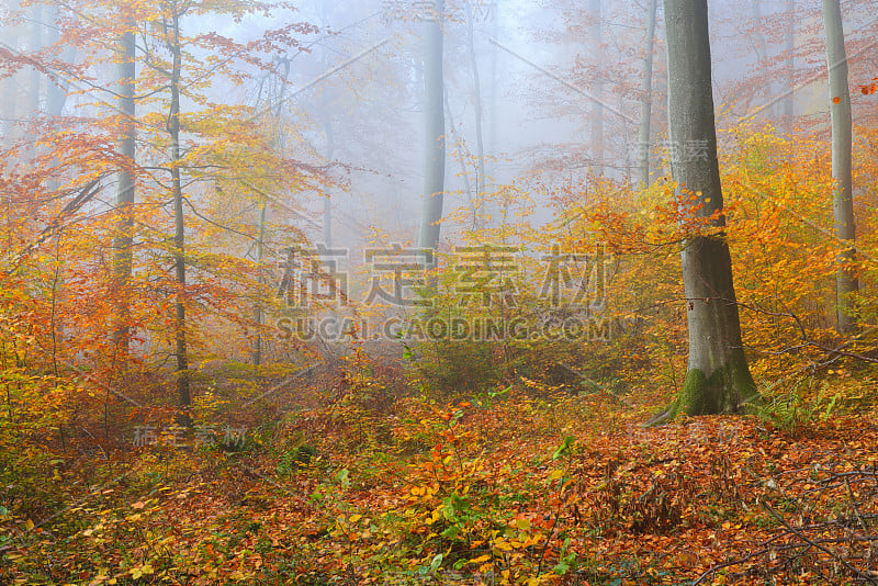 在美丽的山毛榉林中，有神秘的晨雾。秋天的树木有黄色和橙色的叶子。德国海德堡