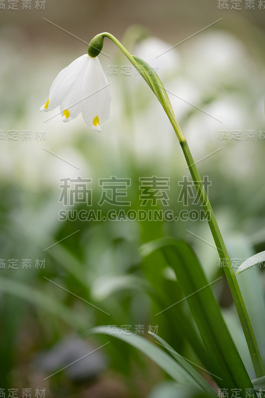 这是一种叫做春雪花(Leucojum vernum)的精致花的微距镜头，是一种多年生球茎开花植物，属