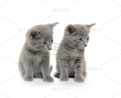 两个可爱的小猫