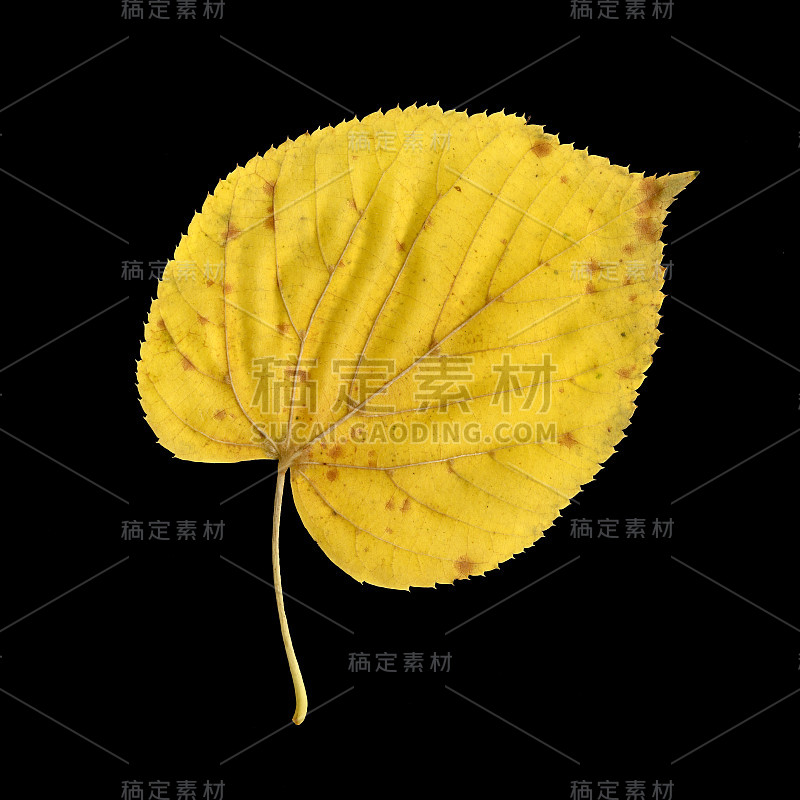 大叶菩提树的秋天的叶子，下表面