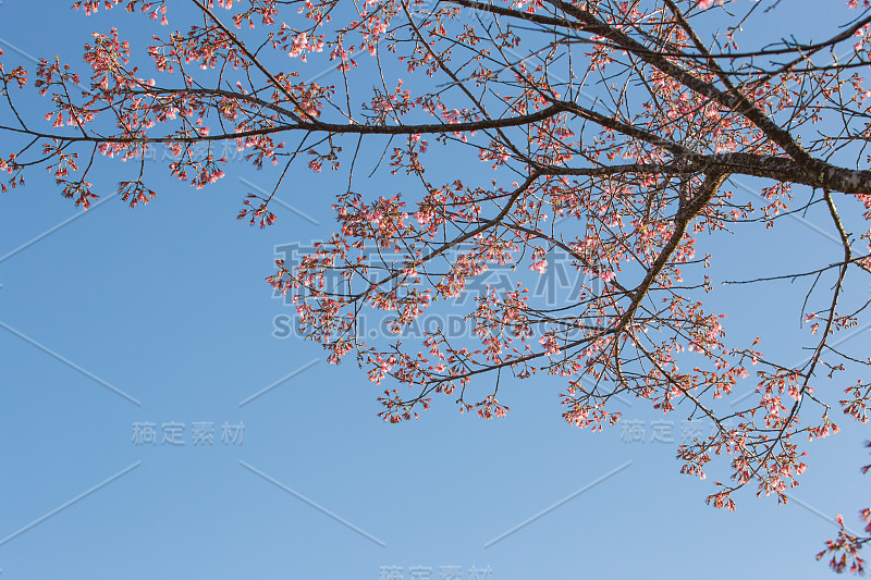 野生喜马拉雅樱桃树的粉红色花与蓝天