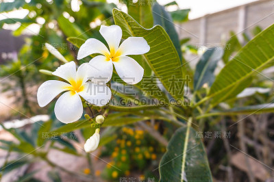 关闭plumeria