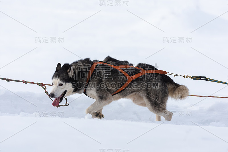 西伯利亚哈士奇和雪橇狗参加狗拉雪橇比赛