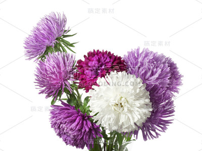 白色背景上的紫菀花