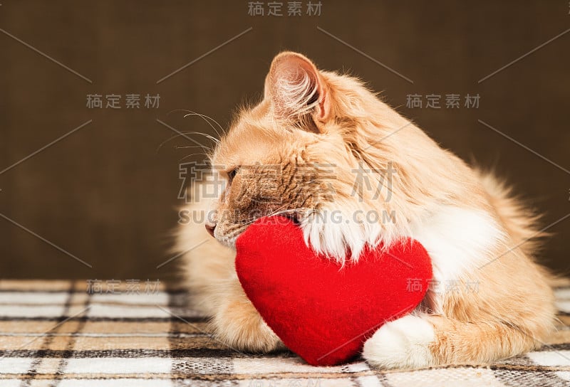 金红色的猫转过身去