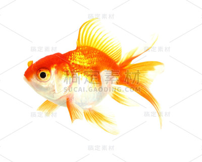 金鱼