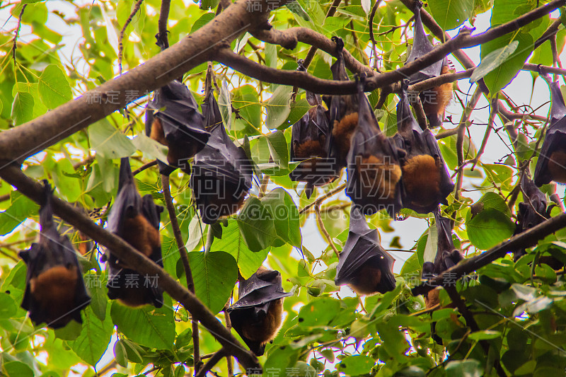 在泰国曼谷的Wat Po，泰国差春骚，用泰语说的Lyle's flying fox, Pteropu