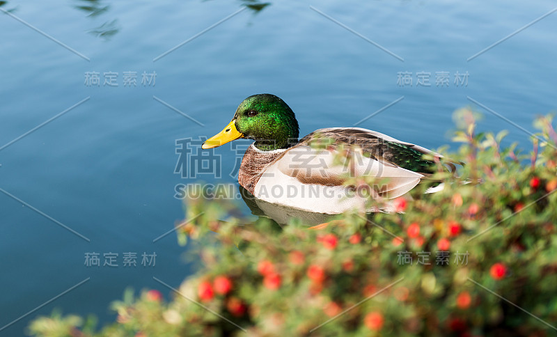 湖上的野鸭